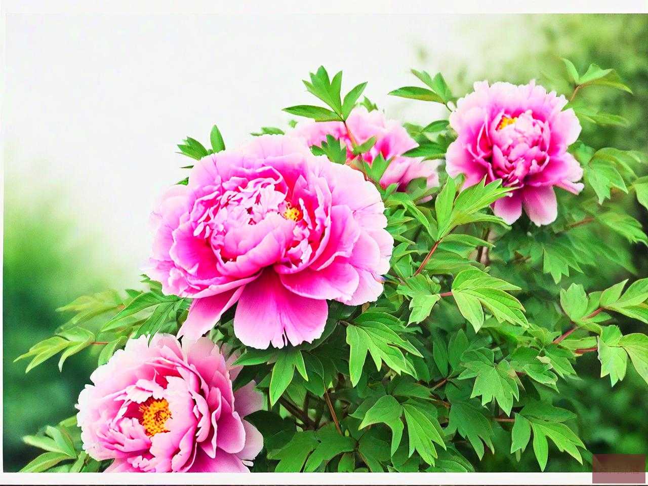 牡丹花6月份怎么栽培