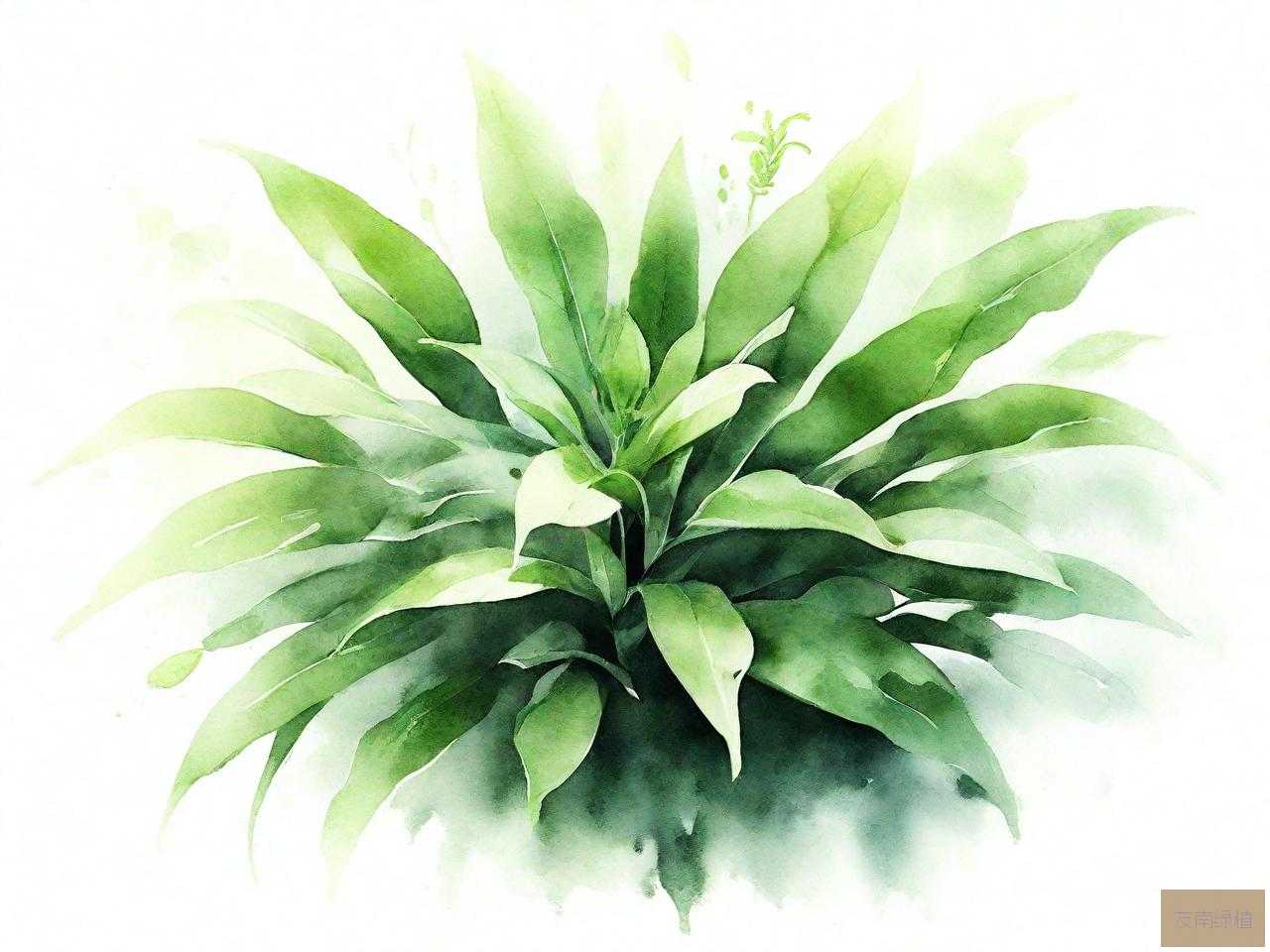 驱蚊第一名绿植
