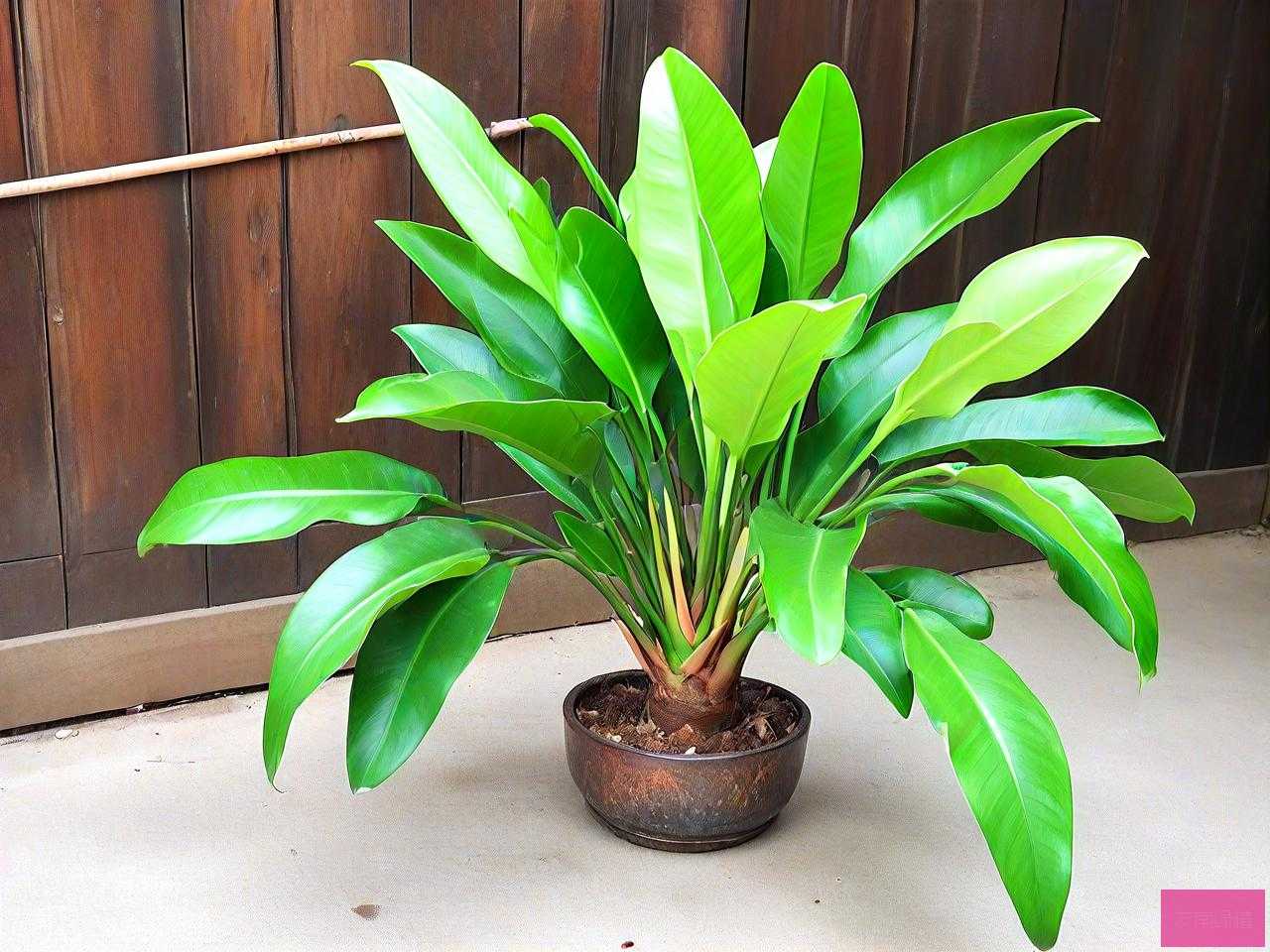 金钱树茎干瘪叶子发黄