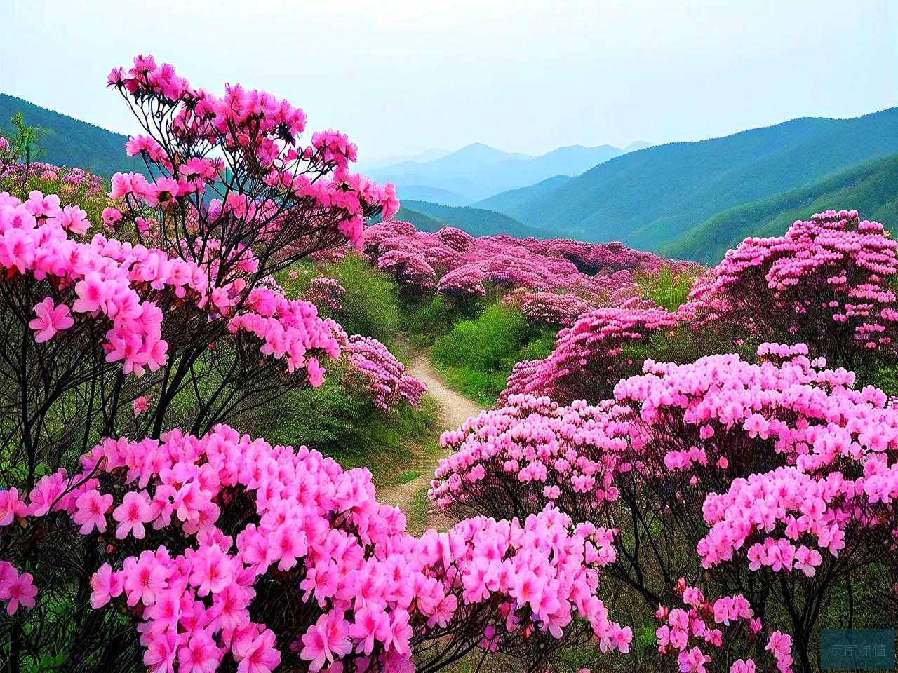 卢氏县杜鹃花观赏路线