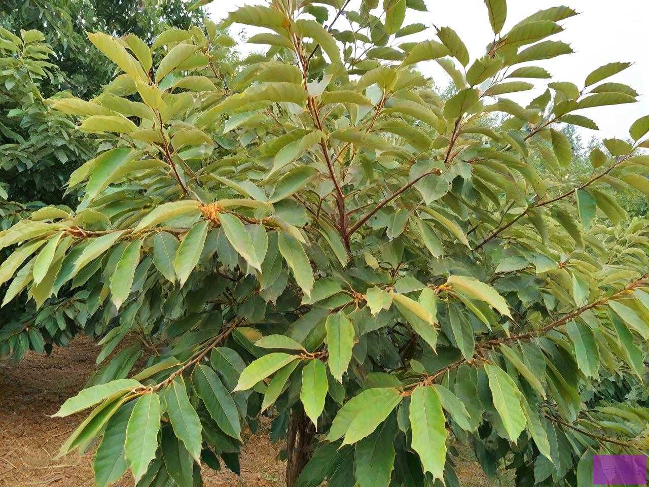 板栗树小叶病用什么药