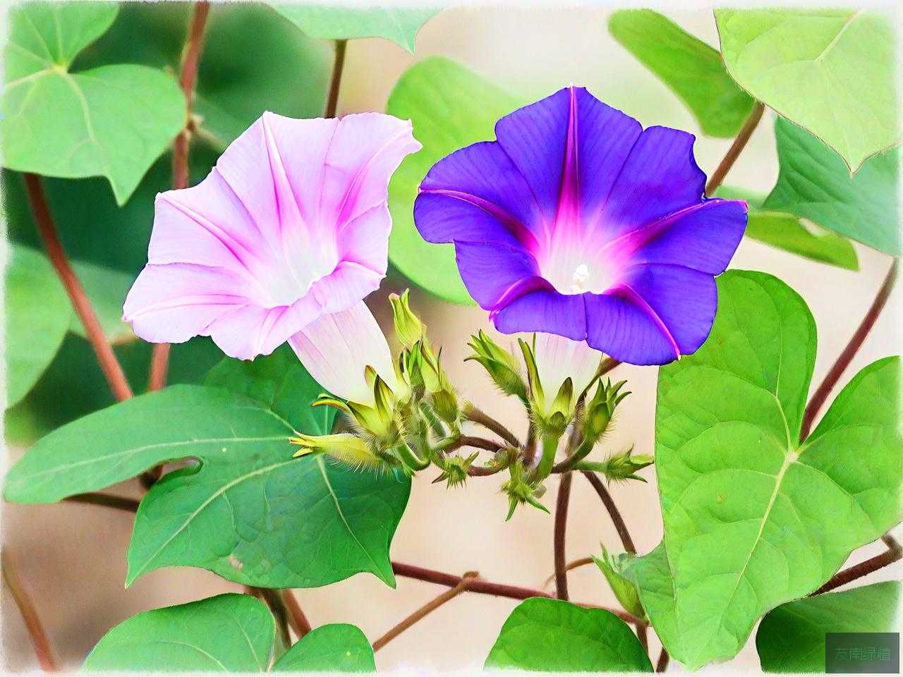 牵牛花种子的传播方式