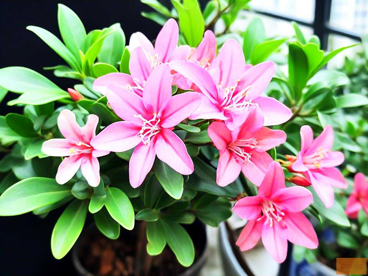 花叶络石适合室内养吗