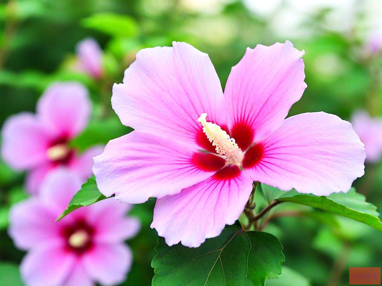 木槿花花语和象征意义