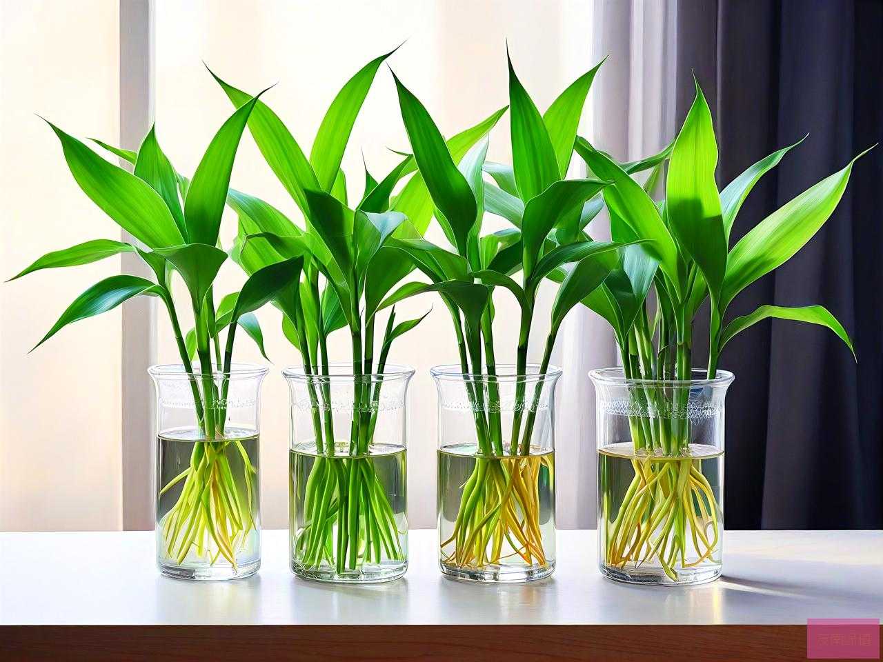 水培植物营养液富贵竹