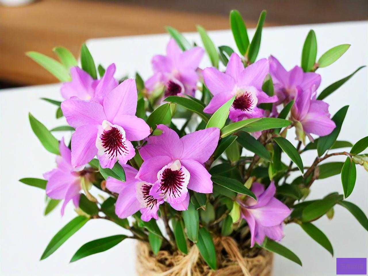 儿童能喝铁皮石斛花吗