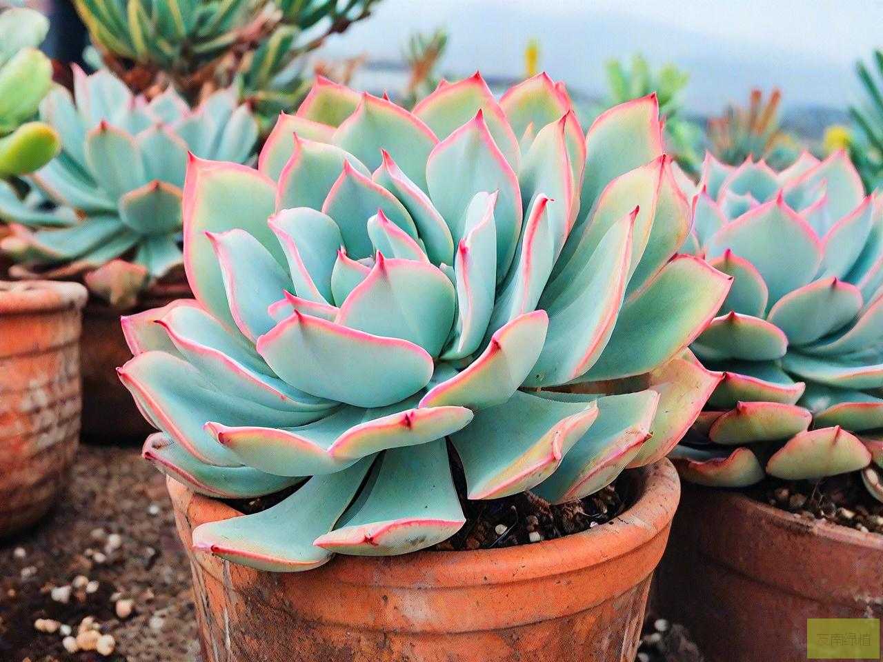 多肉植物虹之玉怎么养