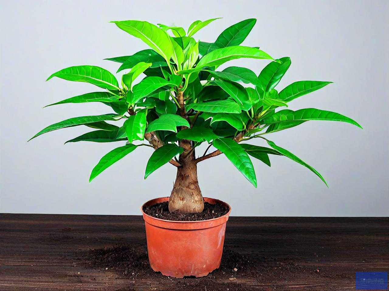 刚种植的发财树怎么养